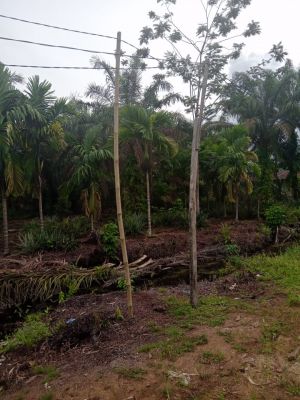 Tiang Listrik di Desa Jati Mulyo Masih Dari Kayu dan Bambu, Waga Harap Diganti Permanen 