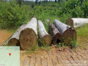 Warga Sungai Bengkal Minta Pelaku Illegal Logging di Hutan Kawasan Ditindak